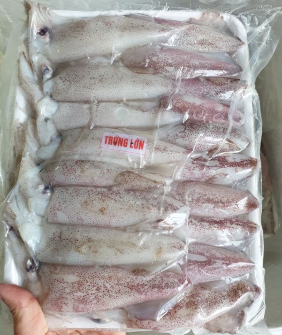 Mực Trứng 1kg - Siz 15 - 20 Con